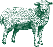 Ilustração de uma ovelha