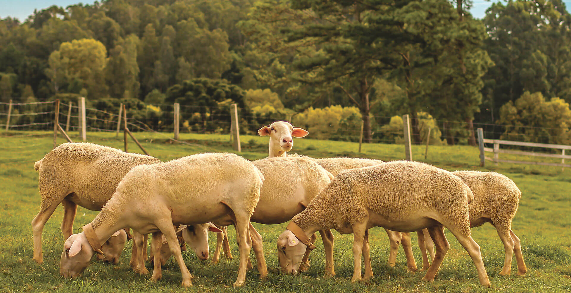 Rebanho de ovelhas no Parque