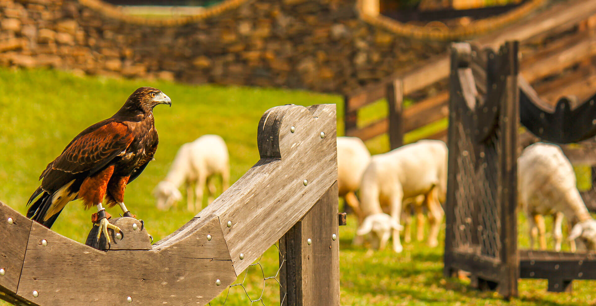 Falcão do Parque sobre uma cerca